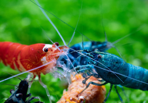 Super crystal red shrimp and blue bolt shrimp eating commercial shrimp food in freshwater aquarium