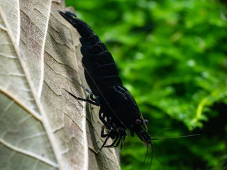 Pet caridina shrimp walking down dried mulberry leaf in freshwater tank