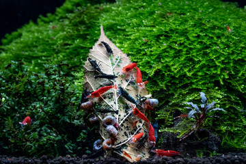 Group of freshwater shrimps eating dried mulberry leaf in planted aquarium with bucephalandra and...