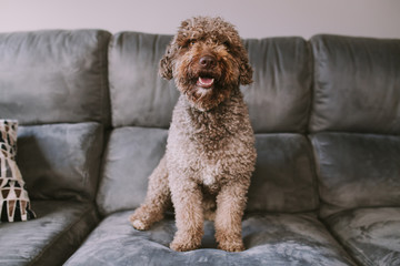 nice water dog on the sofa looks in front