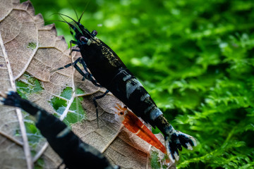 Close up of tibee caridina pet shrimp and super red shrimplet standing on decomposing mulberry leaf...