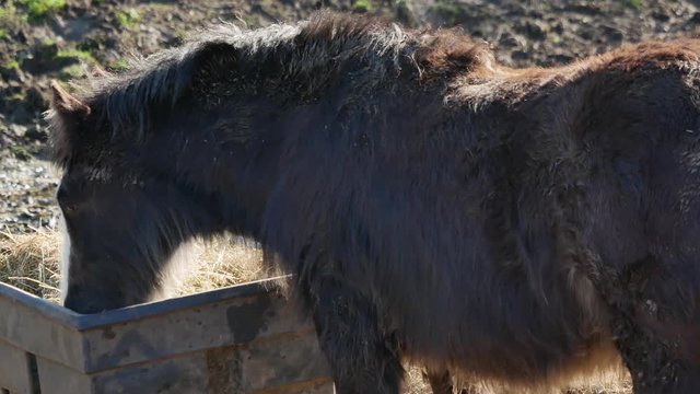 Braun wild horse eating hay in countryside - 4k