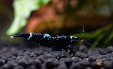 High grade king kong shrimp standing on black aquarium soil 