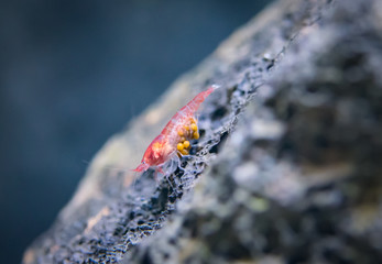 Halocaridina rubra, the Hawaiian red shrimp or volcano shrimp is a small red shrimp of the family...