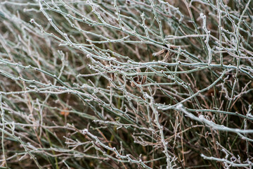 Fog on Wild Plants in Foggy Winter
