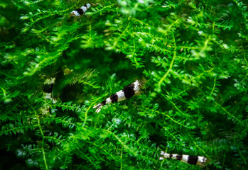 Group of black bee caridina pet shrimps grazing on aquatic moss in freshwater fish tank