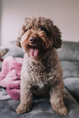 nice water dog on the sofa looks in front