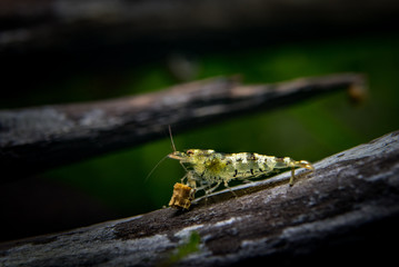 Aquatic shrimp eating