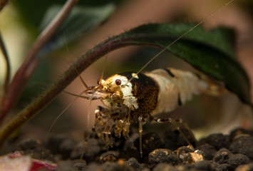 Black crystal shrimp under bucephalandra leaf