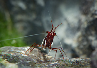 Sulawesi cardinal shrimp in freshwater aquarium