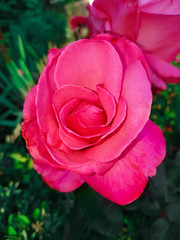 pink rose in the garden