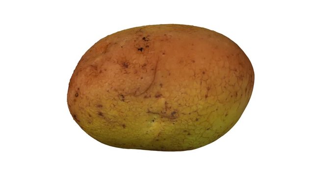 Realistic render of a rotating melody potato on white background. The video is seamlessly looping, and the object is 3D scanned from a real potato.