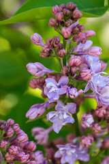 Flowering branch of lilac close-up in nature on a sunny day