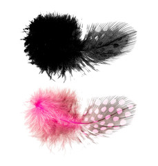 Fluffy Pink Quail Feather isolated on white background