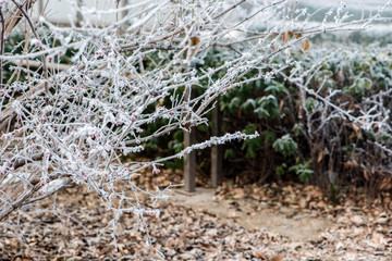 Fog on Wild Plants in Foggy Winter
