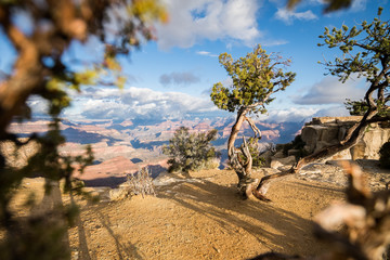 Tree at the canyon - Beautiful view at the Edge of the Canyon at the Grand canyon in the USA 