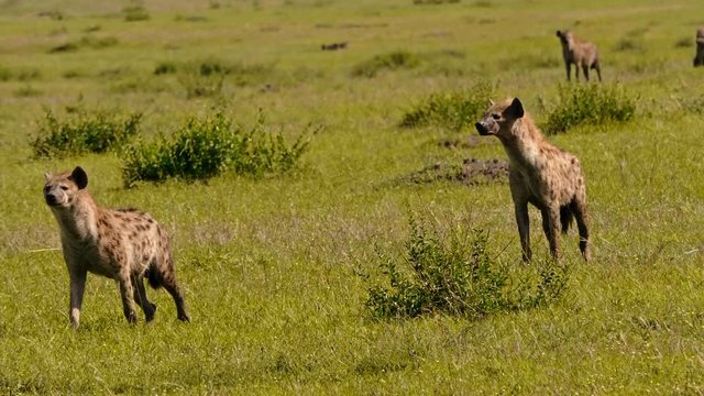 Group of hyenas in Maasai Mara park, Keny