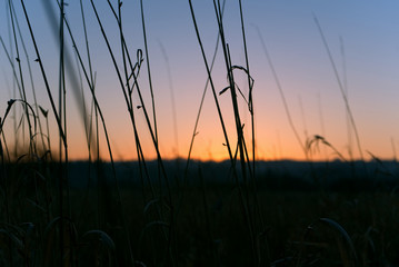 Grass Sunrise