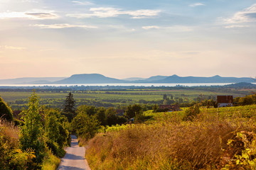 Obraz premium Golden sunset over vineyards with the Badacsony mountain and the Lake Balaton in Hungary
