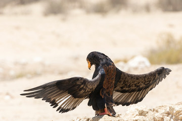 Bateleur eagle, Terathopius ecaudatus, sunning, Kgalagadi Transfrontier Park, Northern Cape, Kalahari, South Africa