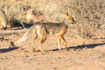 Cape fox or silver-backed foc, Vulpes chama, running at dawn, Kgalagadi Transfrontier Park, Kalahari, South Africa