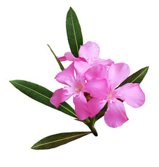 Pink oleander flowers and leaves