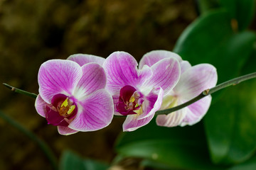 Image of beautiful purple orchid flowers in the garden.