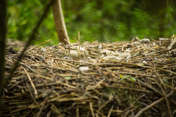 Unhatched Mute Swan Eggs in a Nest