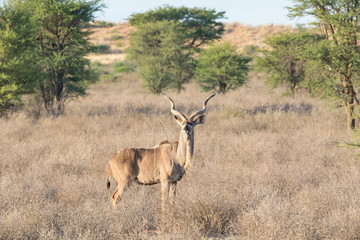 Greater kudu, Tragelaphus strepsicero bull, standing in dry grass at dawn, Kgalagadi Transfrontier Park, Kalahari, South Africa