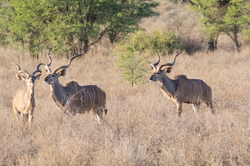 Kudu bulls, Tragelaphus strepsiceros, grassland savannah, Kalahari, Northern Cape, South Africa