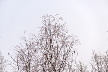Fototapeta na wymiar Fog on Wild Plants in Foggy Winter