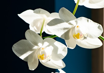 blossom of orchid