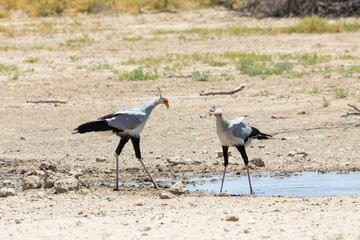 Pair of Secretary Birds, Sagittarius serpentarius, at a waterhole, Kgalagadi Transfrontier Park,  Northern Cape, South Africa