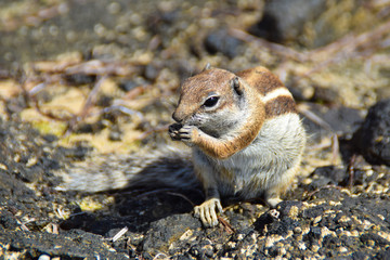 Jack, the chipmunk of Morro Jable
