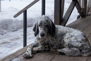 dog lying on a wooden veranda