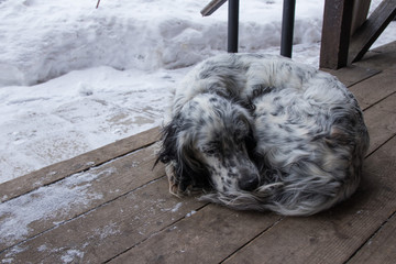 dog lying on a wooden veranda