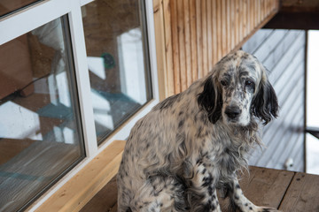 dog sitting on a wooden veranda