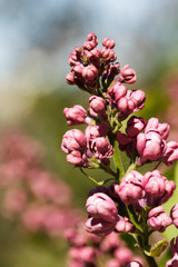 Bouquet of purple lilac flowers on defocused background- Image