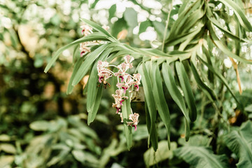 Fototapeta na wymiar Small Orchid in the Botanical Garden in Munich