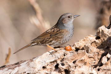 Passera scopaiola