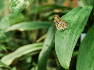 Fototapeta premium Malachite Butterfly sitting on a big green leaf