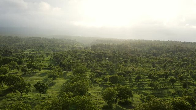 Aerial over palms and trees