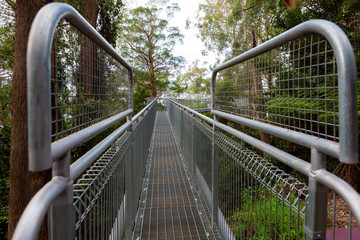 Entrance to treetop walk in Illawarra area of New South Wales, Australia. Walking platform high above the ground in dense forest.