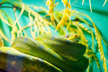 snake