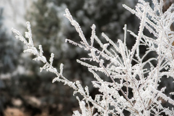 Fog on Wild Plants in Foggy Winter