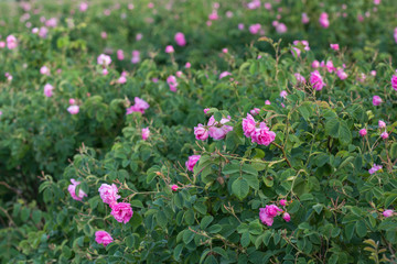 Rosa damascena, known as the Damask rose - pink, oil-bearing, flowering, deciduous shrub plant. Bulgaria, Kazanlak, the Valley of Roses. Cultural tourism. Close up view.