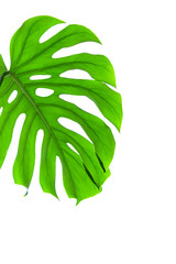 Fototapeta na wymiar white different tropical texture green leaves pattern background natural fresh summer monstera ufo spring veins