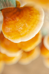 Fresh Lingzhi mushroom in a greenhouse.