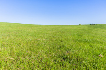 Fototapeta premium Grass Green Field Hillside Trees Blue Sky Fencing Equestrian Summer No People Landscape