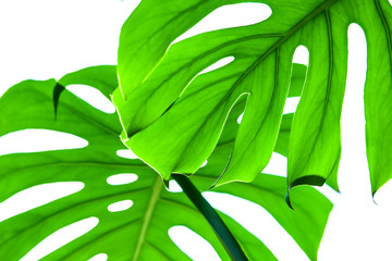 white different tropical texture green leaves pattern background natural fresh summer monstera ufo...